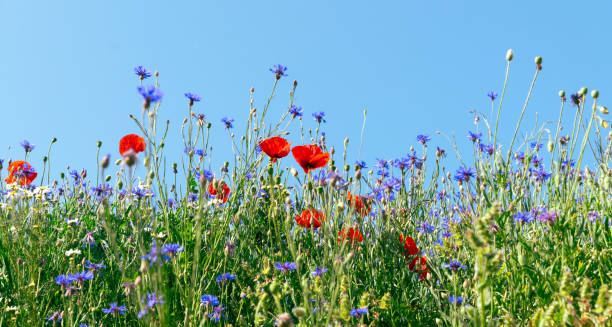 Sommerangebot im Parkhotel Bad Krozingen mit 4 Tagen Wellness und Erholung nahe der Vita Classica Therme